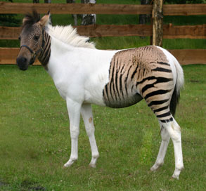 paard_zebra1 paard_zebra1