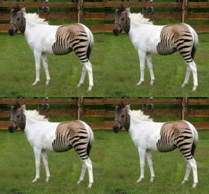 zebraas zebraas